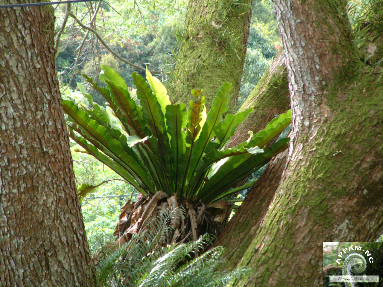Asplenium nidus