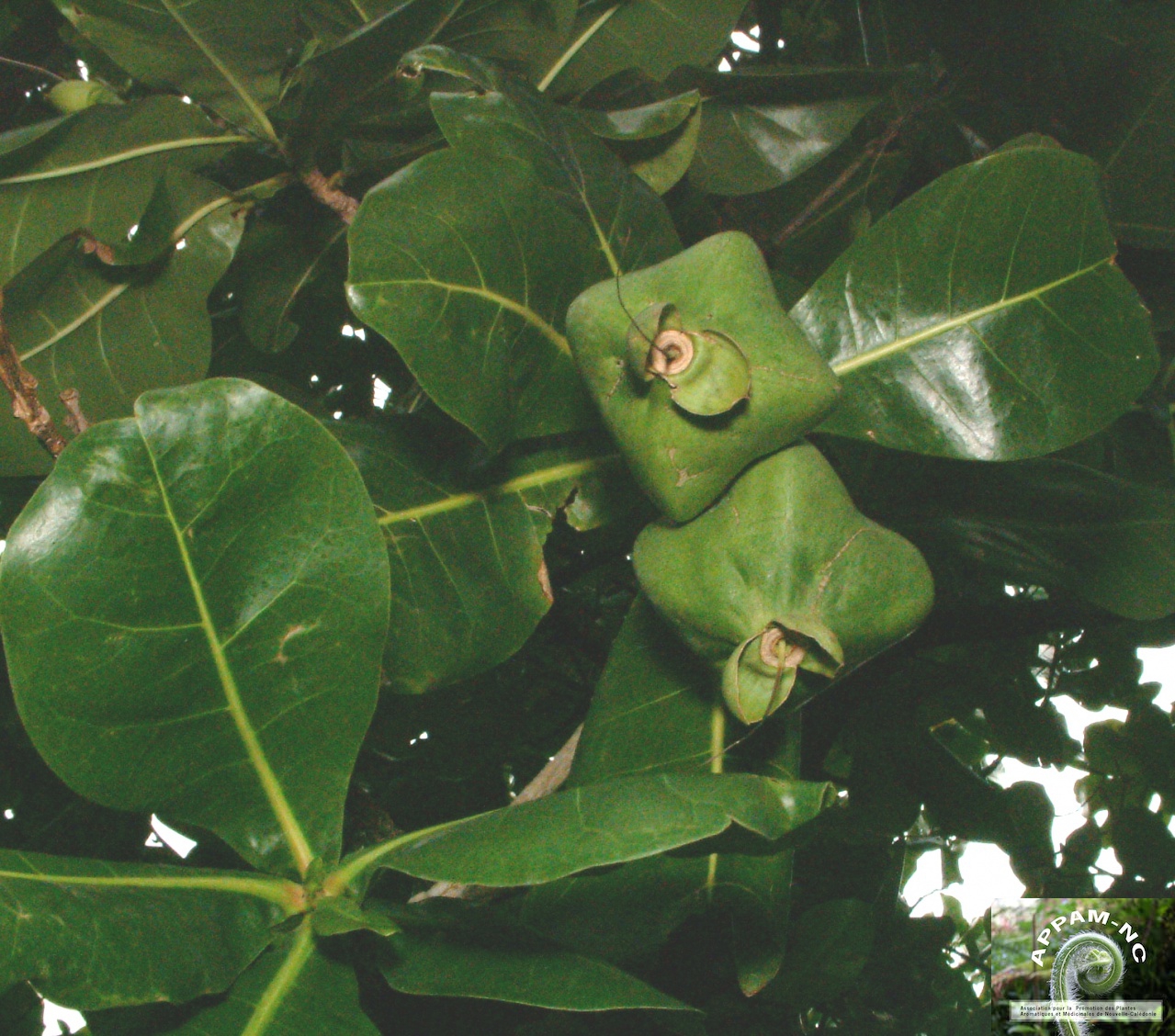 Barringtonia asiatica