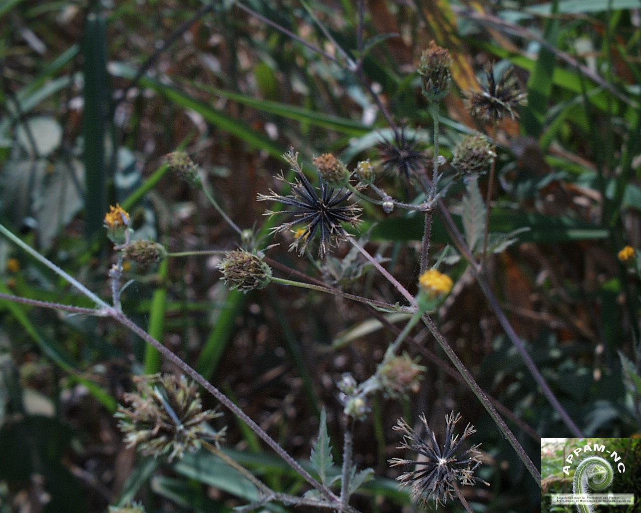 Bidens pilosa