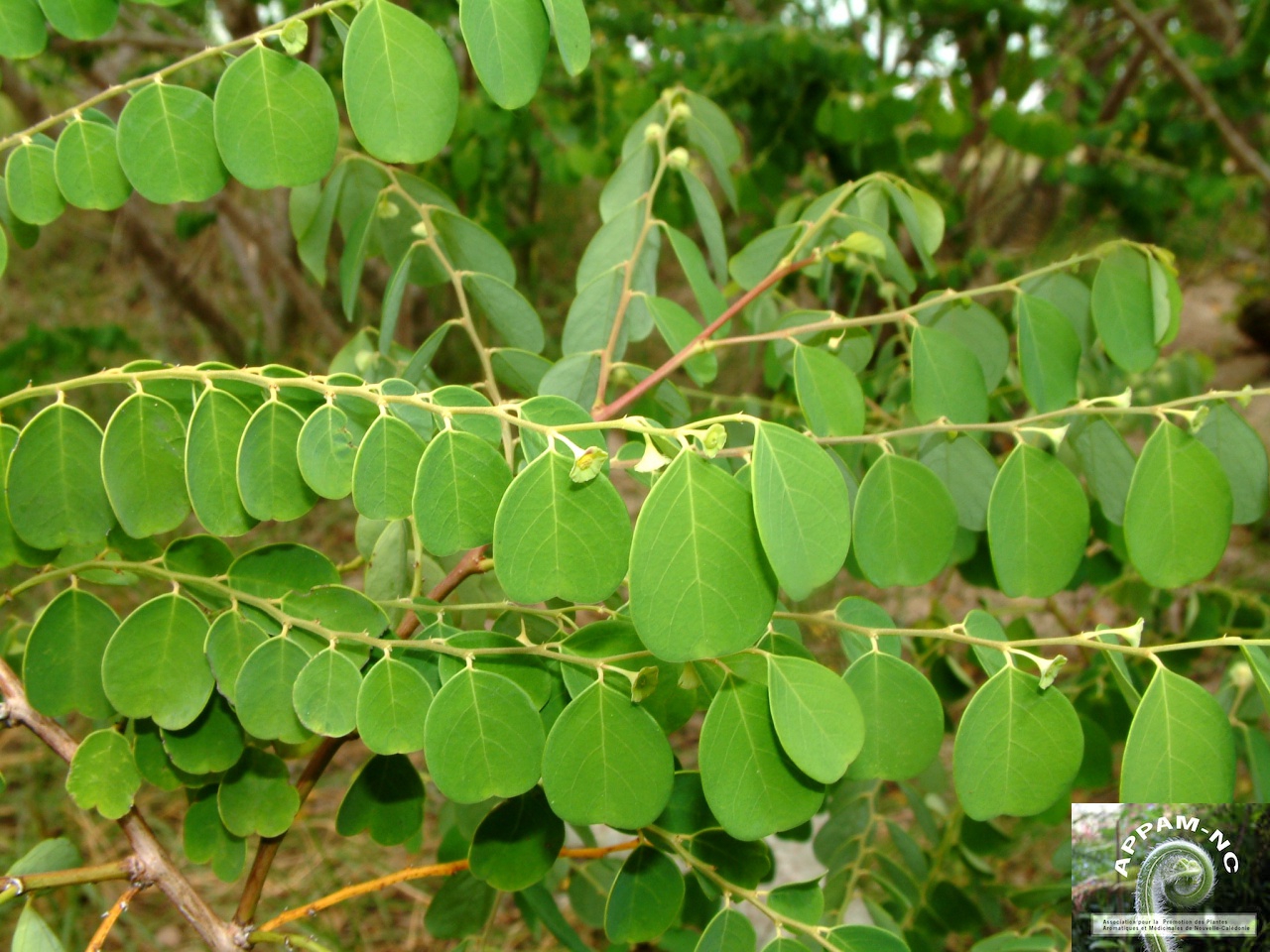 Breynia disticha